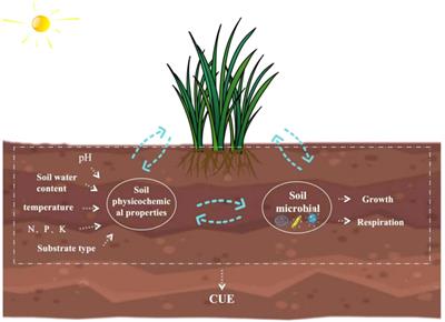 Biotic and abiotic factors affecting soil microbial carbon use efficiency